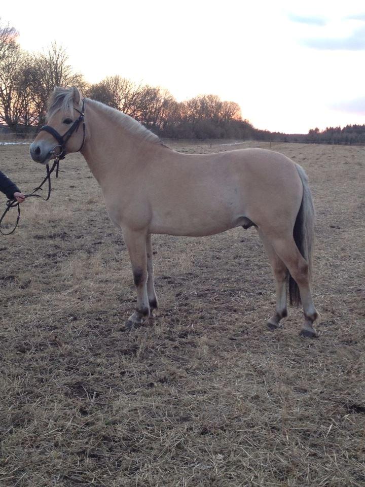 Fjordhest Oscar Vårby billede 22