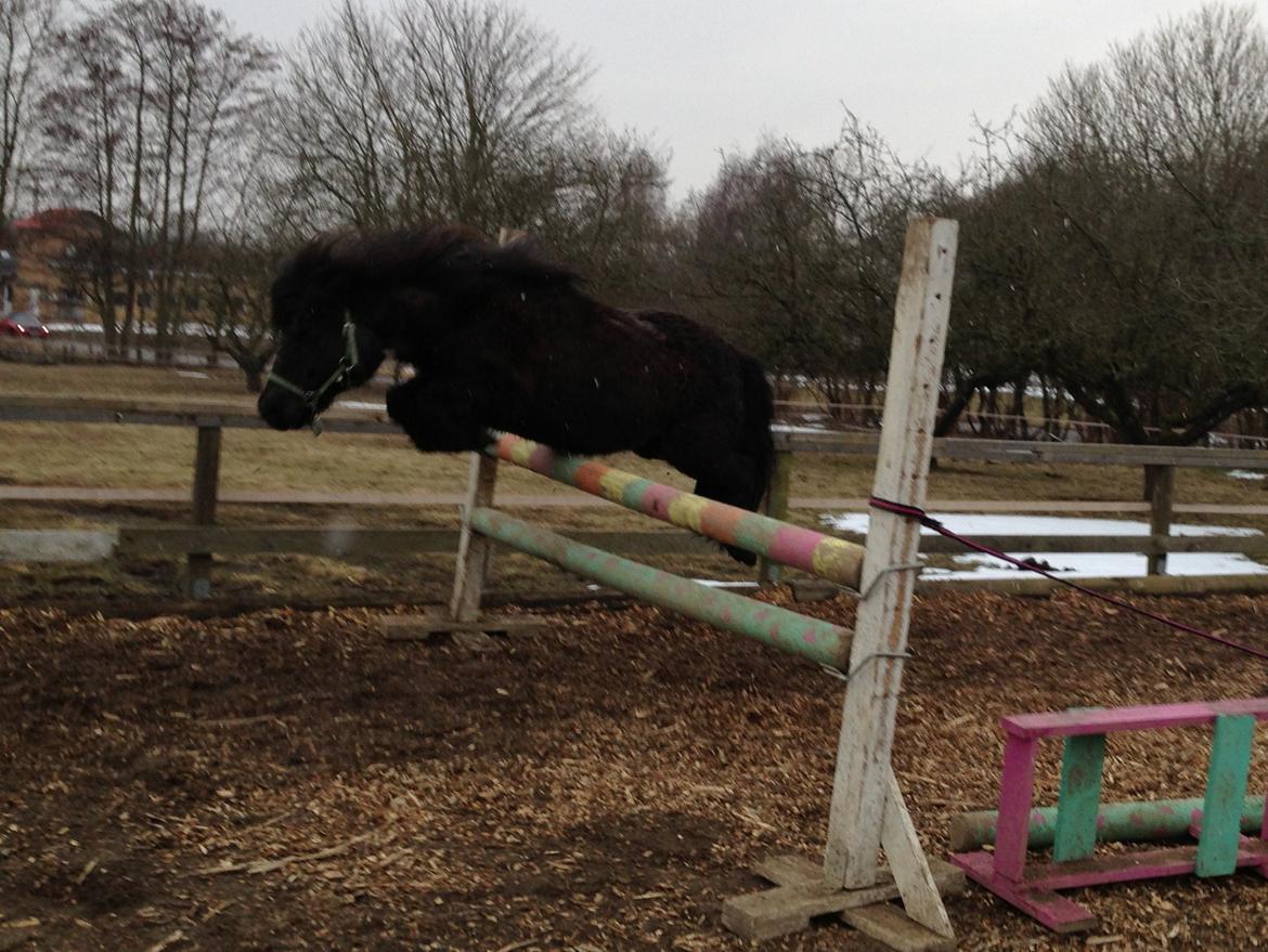 Shetlænder Elvis - Elvis springer 82cm :) Er så stolt af min lille dreng :D billede 4