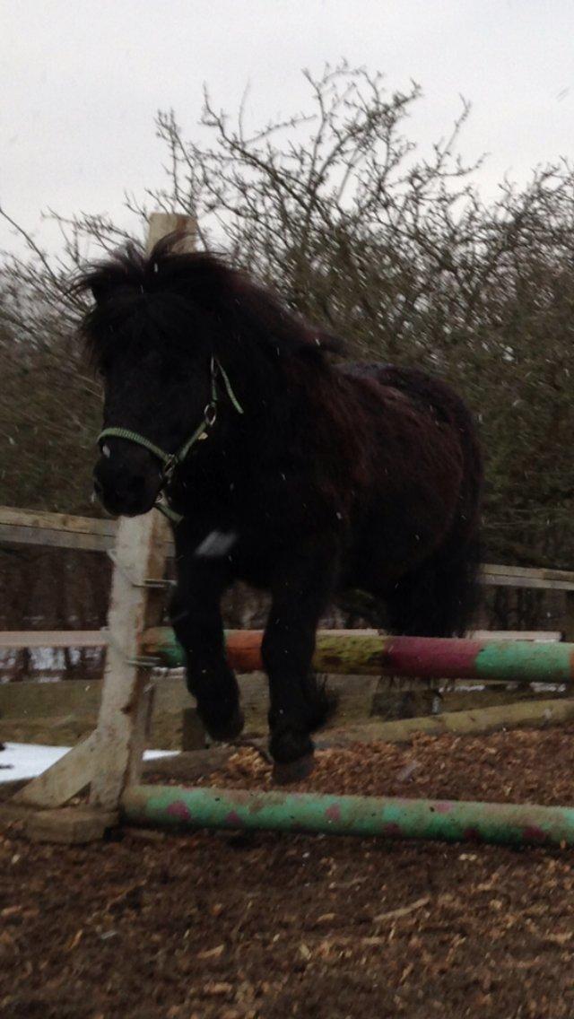 Shetlænder Elvis - Elvis løsspringer :) Han elsker det ..  billede 17