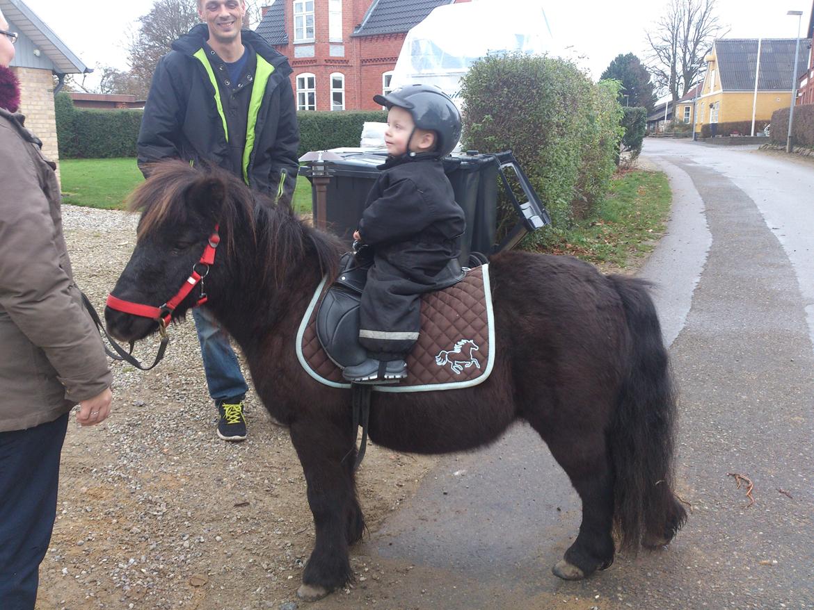Shetlænder Elvis - Elvis og min dejlige søn :) billede 27