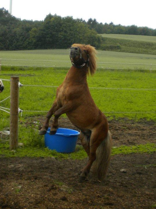 Shetlænder Samson - Samson der er rigtig vild på fold <3 billede 2