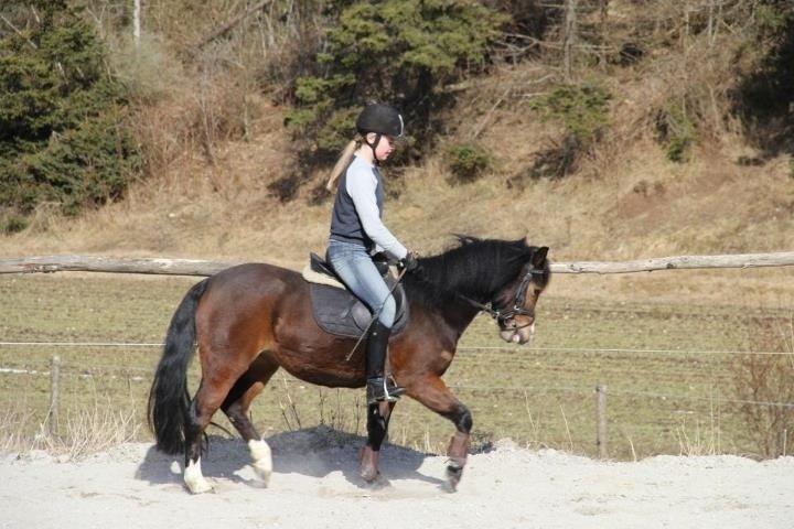 New Forest Chili billede 1