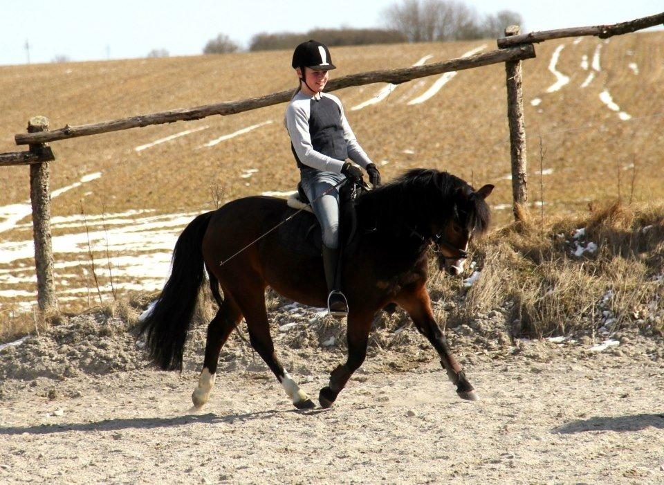 New Forest Chili billede 6
