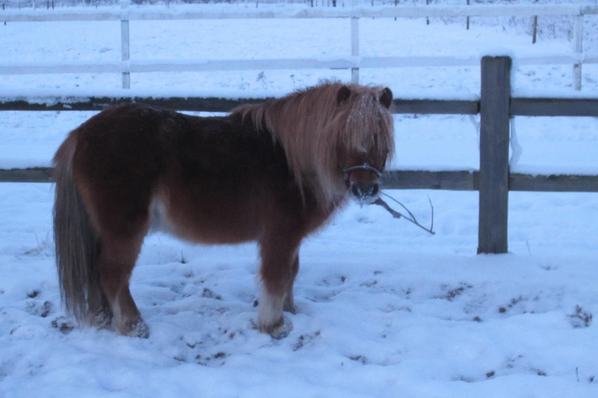 Shetlænder Samson - Samson i sneen <3 billede 4