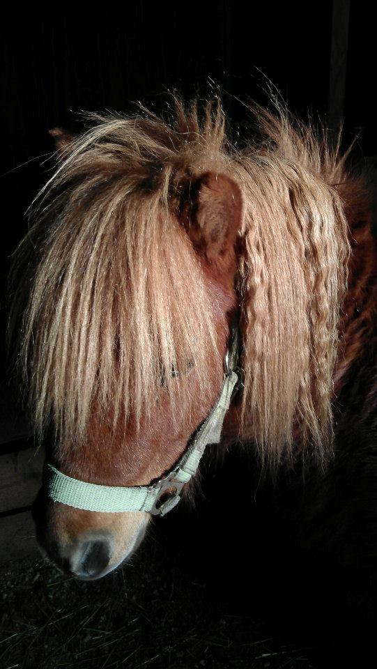 Shetlænder Samson - Samson med krøller <3 billede 5