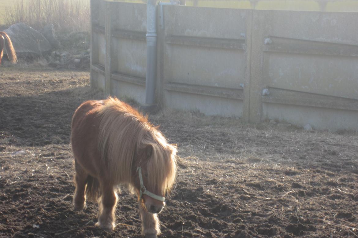 Shetlænder Samson - Samson på fold der kommer gående hen mod mig <3 billede 6