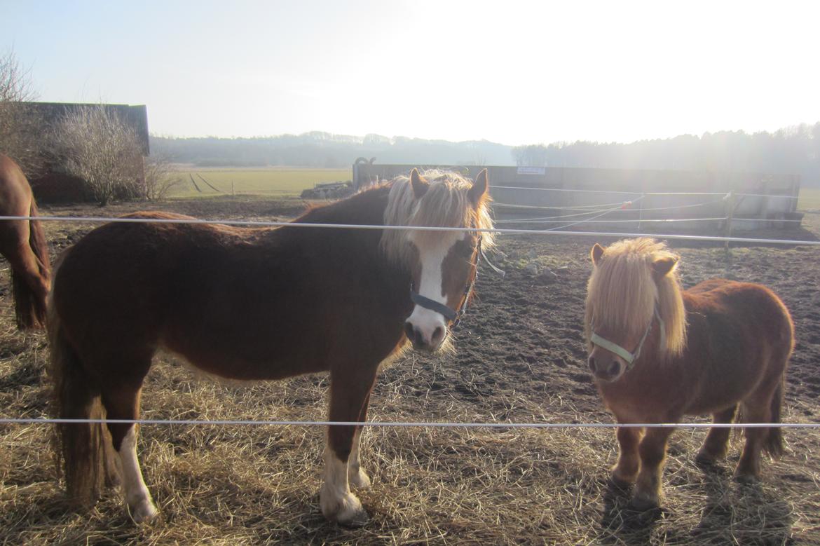 Shetlænder Samson - Samson og Lille Per sammen på folden ( min to dejlige drenge) <3 billede 7