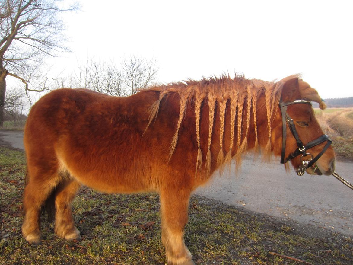 Shetlænder Samson - Samson som model <3 billede 8