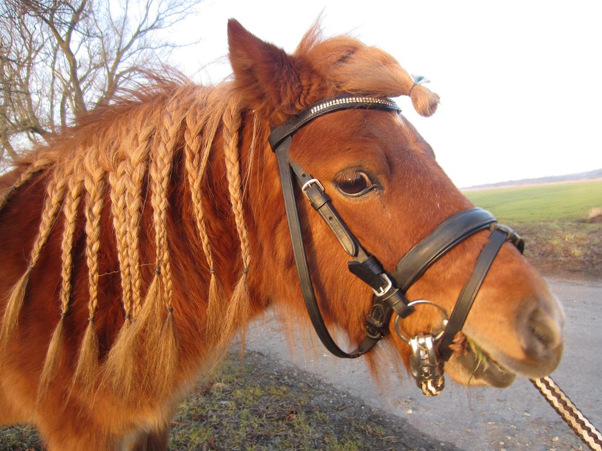 Shetlænder Samson - Samson helt tæt på som model <3 billede 9