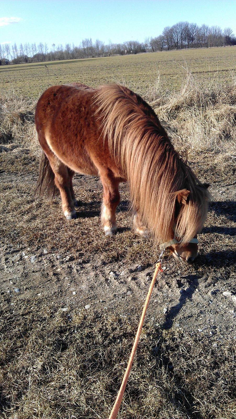 Shetlænder Samson - Samson med på gå tur <3 billede 10
