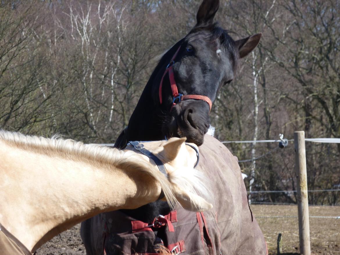 Oldenborg Olfert Almager - Du skal ikke tro du er noget ''   Foto: Mille N.M. billede 13