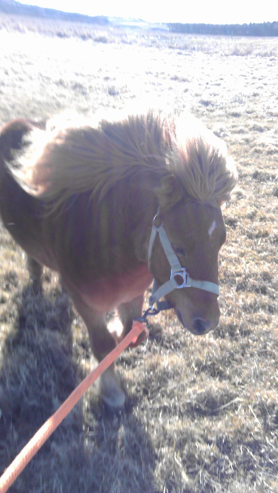 Shetlænder Samson - Charme, selvtillid og lækkert hår! <3 (Samson der galoppere med på tur <3 billede 12