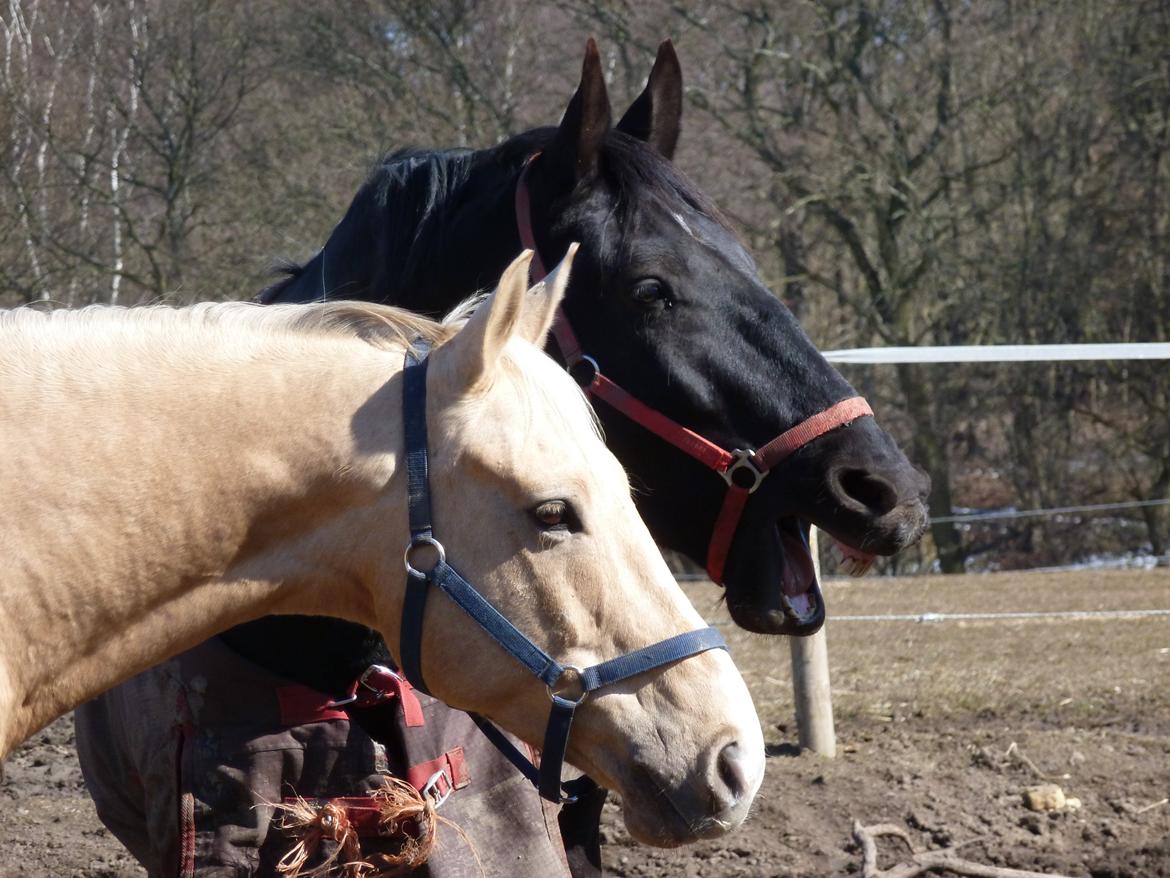 Oldenborg Olfert Almager - Foto: Mille N.M. billede 12