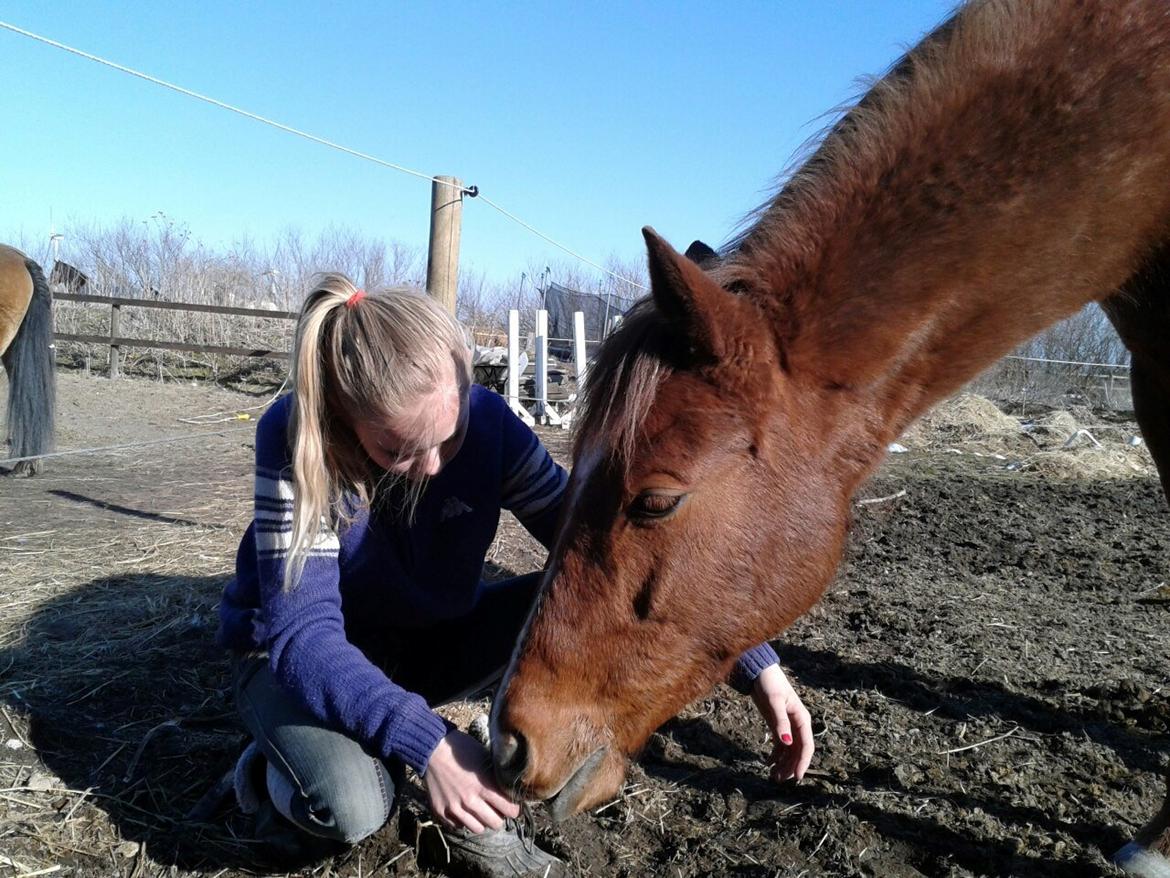 Hollandsk Sportspony Joe!:-** <3<3 !!DRØMMEPONYEN!! - My best friend. billede 14