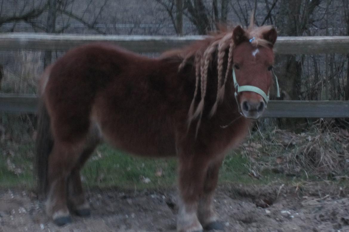 Shetlænder Samson - Samson siger farvel her fra og håber i vil kigge forbi igen og læg gerne en bedømmelse og en kommentar ;) <3   billede 43