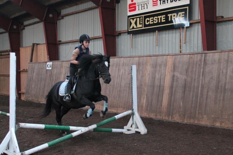 DSP Bæklunds Zorro billede 9