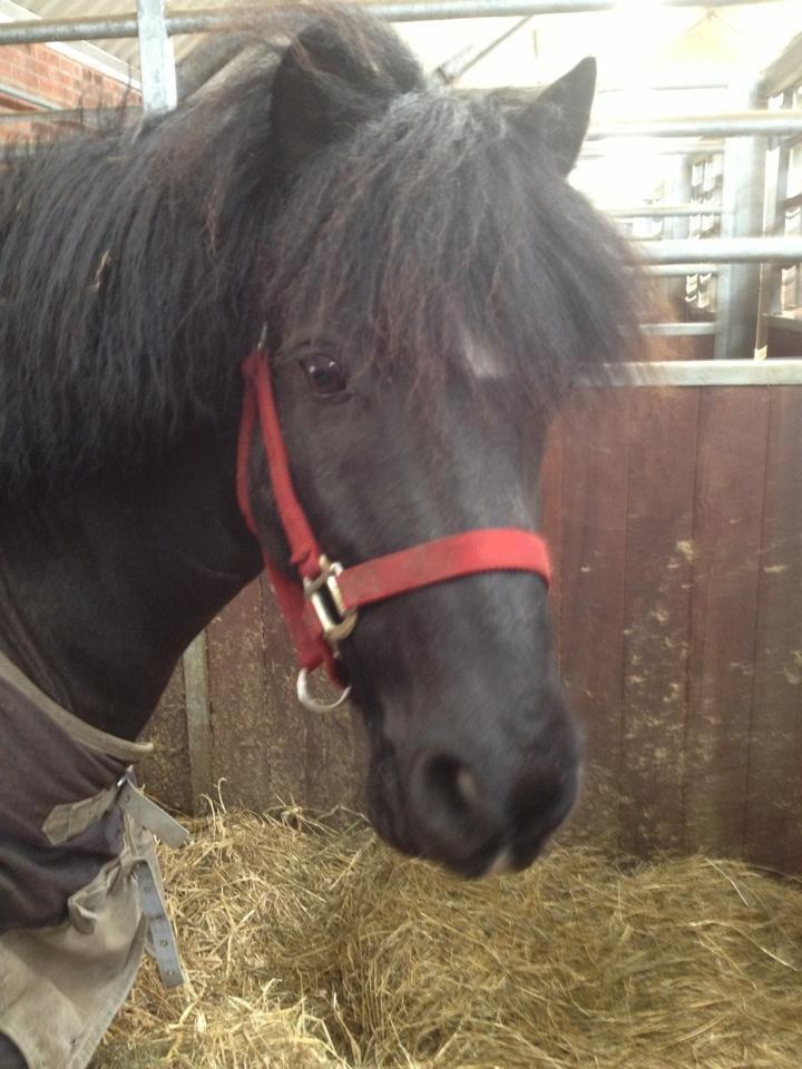 DSP Bæklunds Zorro billede 11