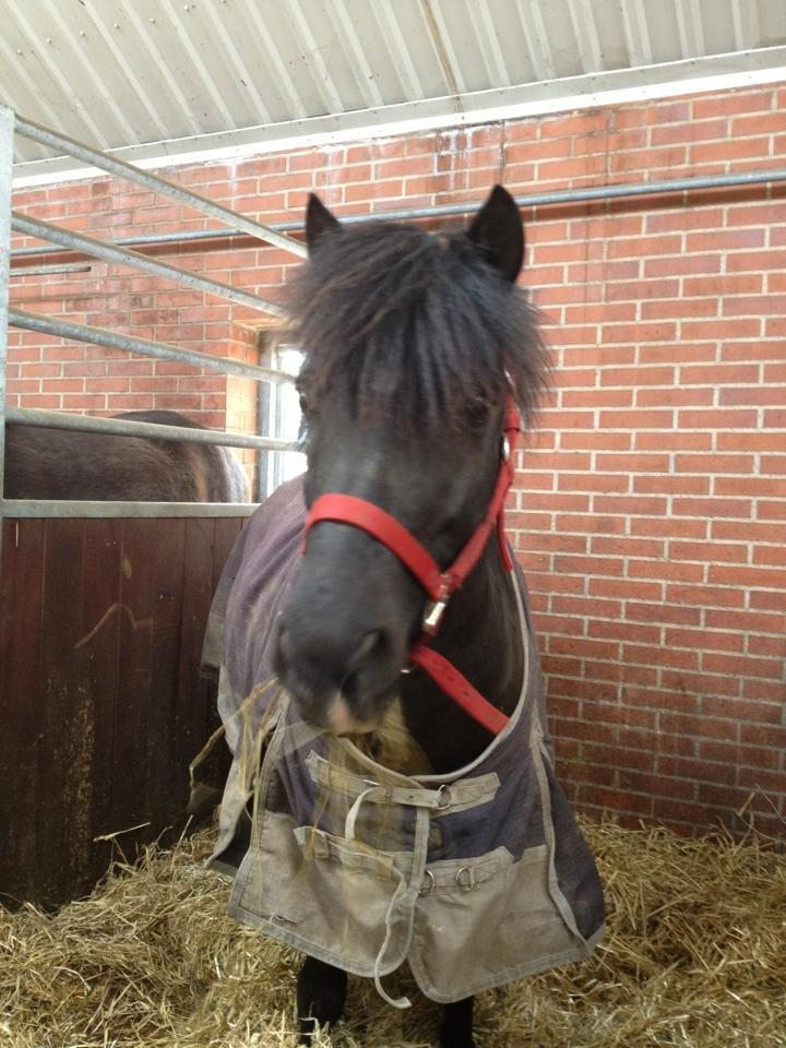 DSP Bæklunds Zorro billede 12