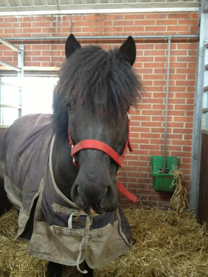 DSP Bæklunds Zorro billede 13