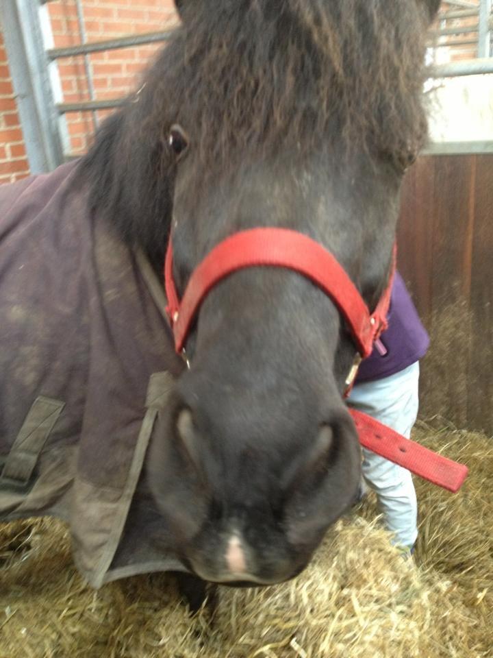 DSP Bæklunds Zorro billede 14