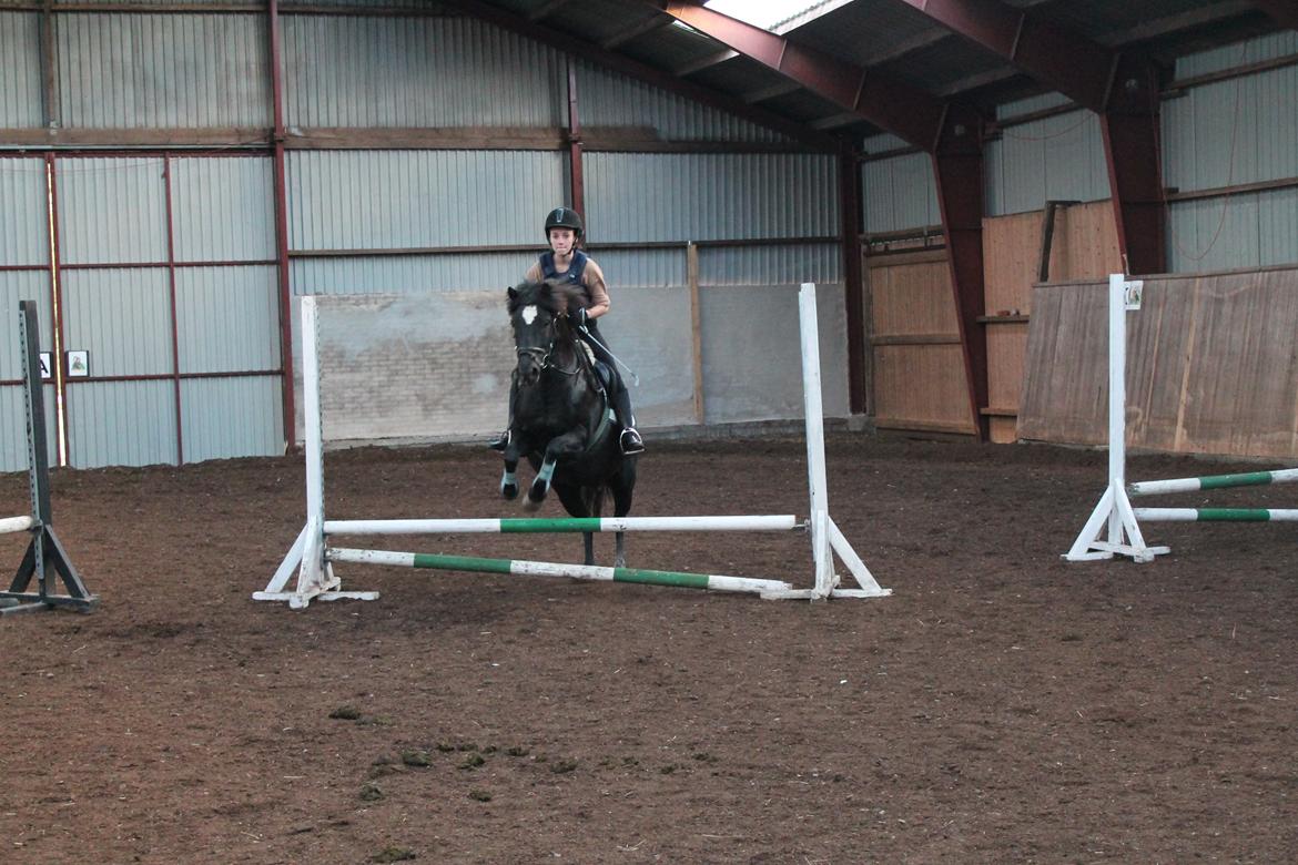 DSP Bæklunds Zorro billede 15