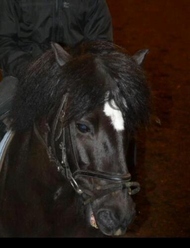 DSP Bæklunds Zorro billede 19