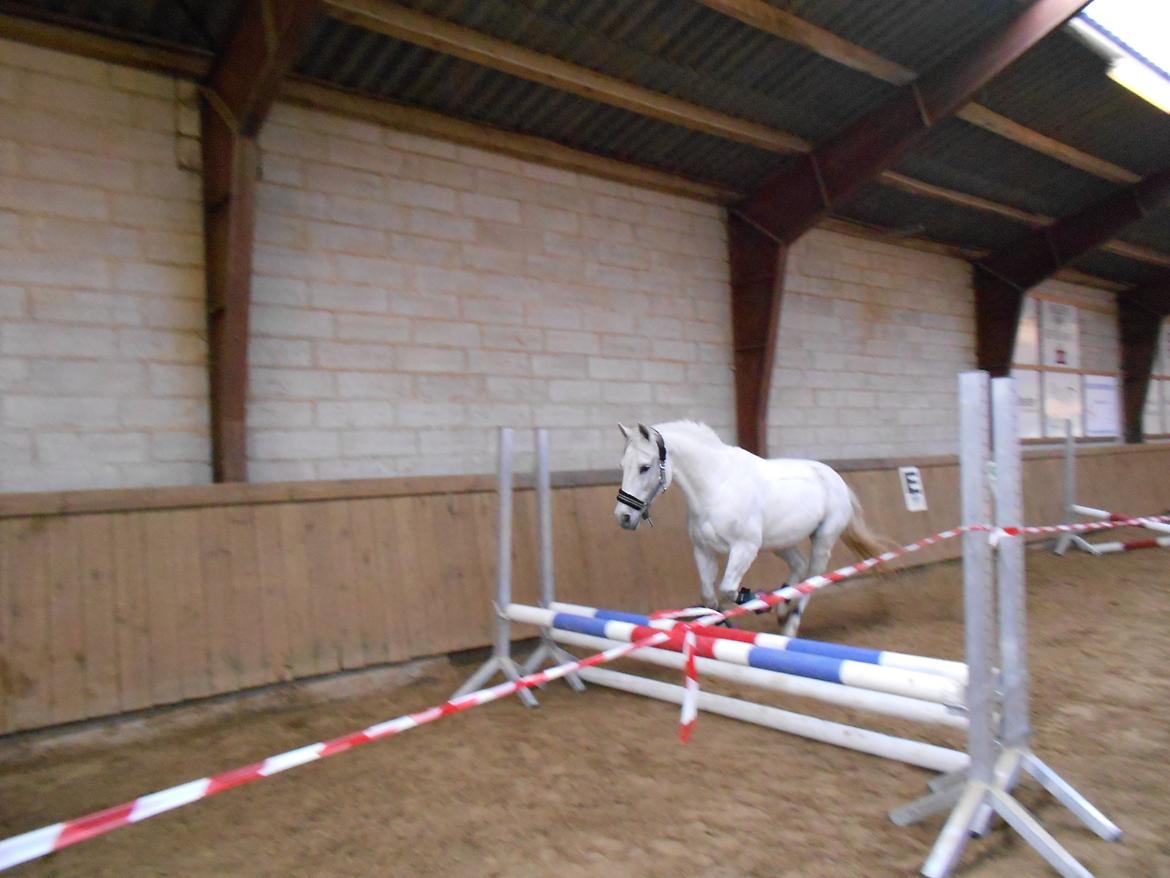 Anden særlig race Ronja - Ronja til løsspringning på SKR d. 30/3-2013 
Foto: mig :) billede 4