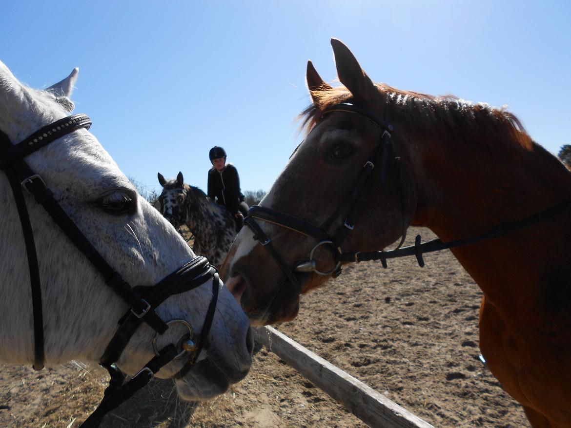 Anden særlig race Ronja - Ronja hilser på Valnødden <3
Foto: mig :) billede 7