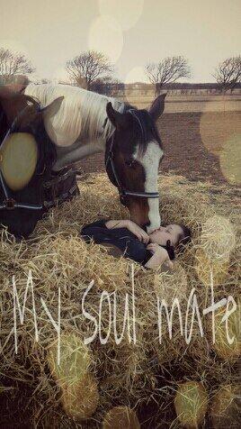 Pinto Mr. Hilton Aquador The lll billede 1