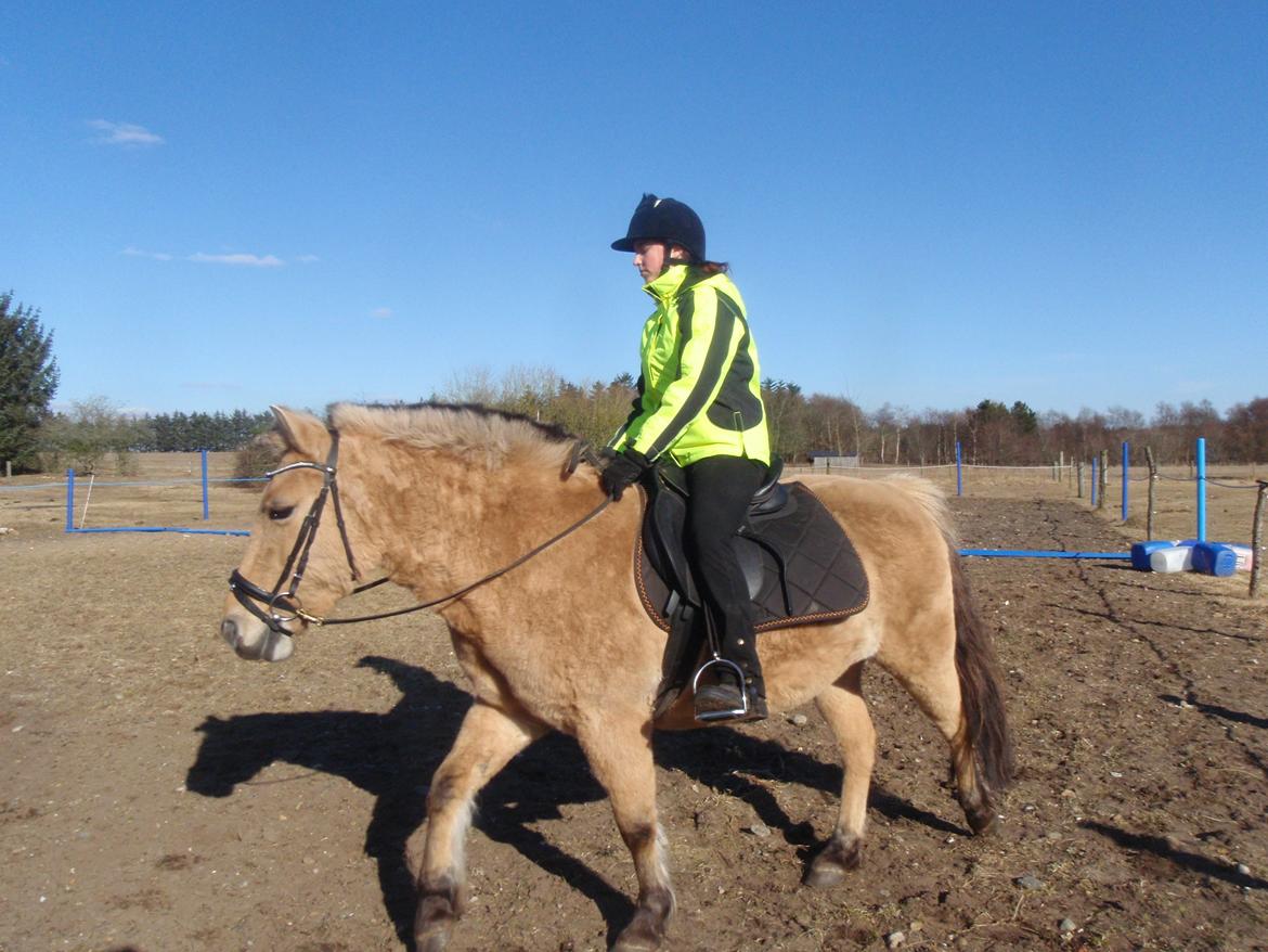 Fjordhest Nelly <3 - Ridning i dejligt solskinsvejr! <3 billede 4