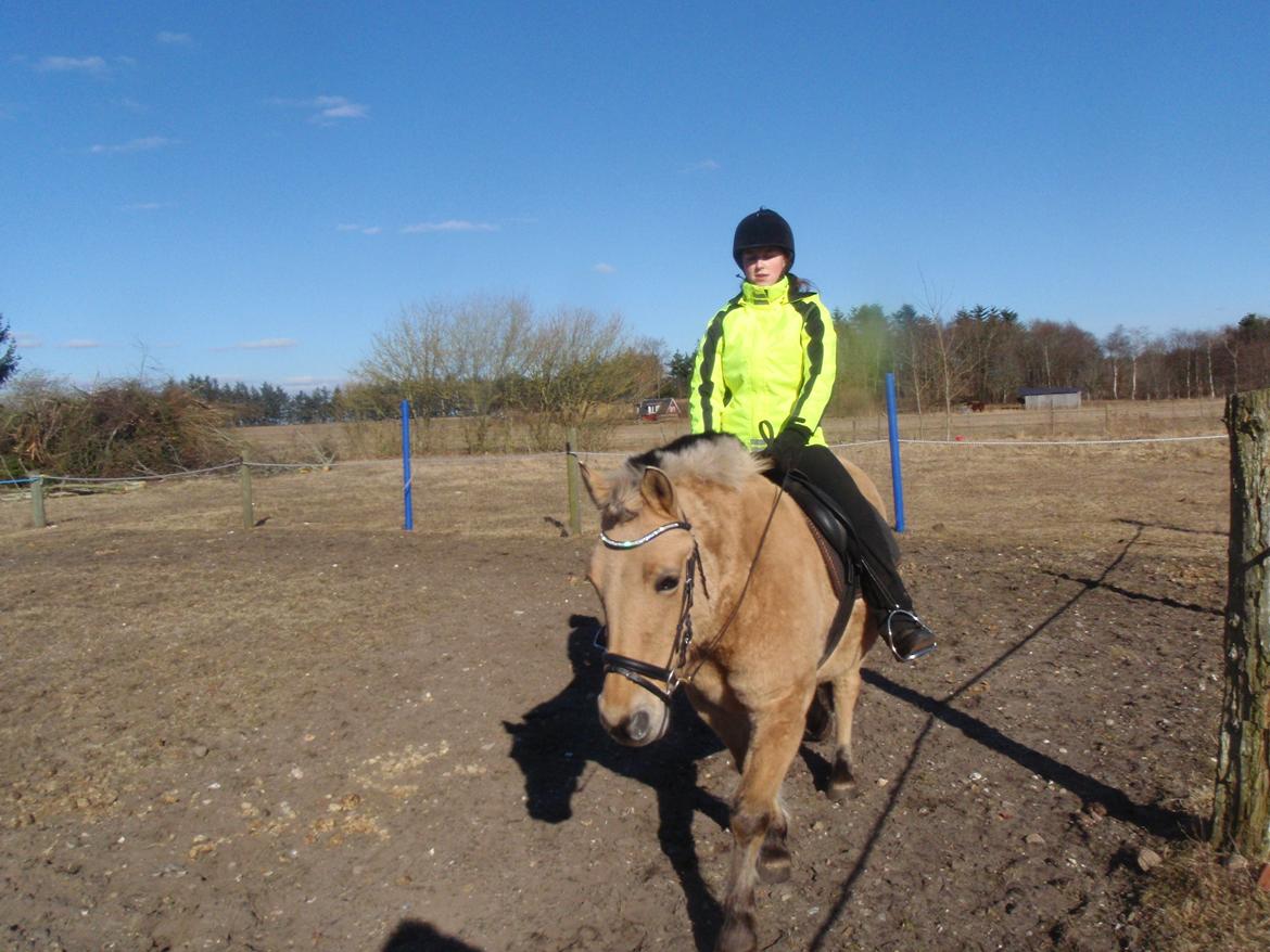 Fjordhest Nelly <3 - Vi hygge rider :) billede 5