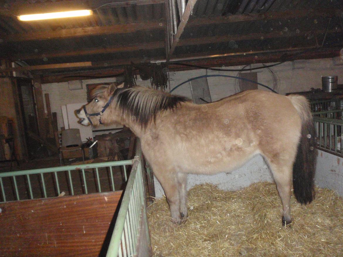 Fjordhest Nelly <3 - Stjernen står og smiler lidt tror jeg, eller siger AD! :) billede 6