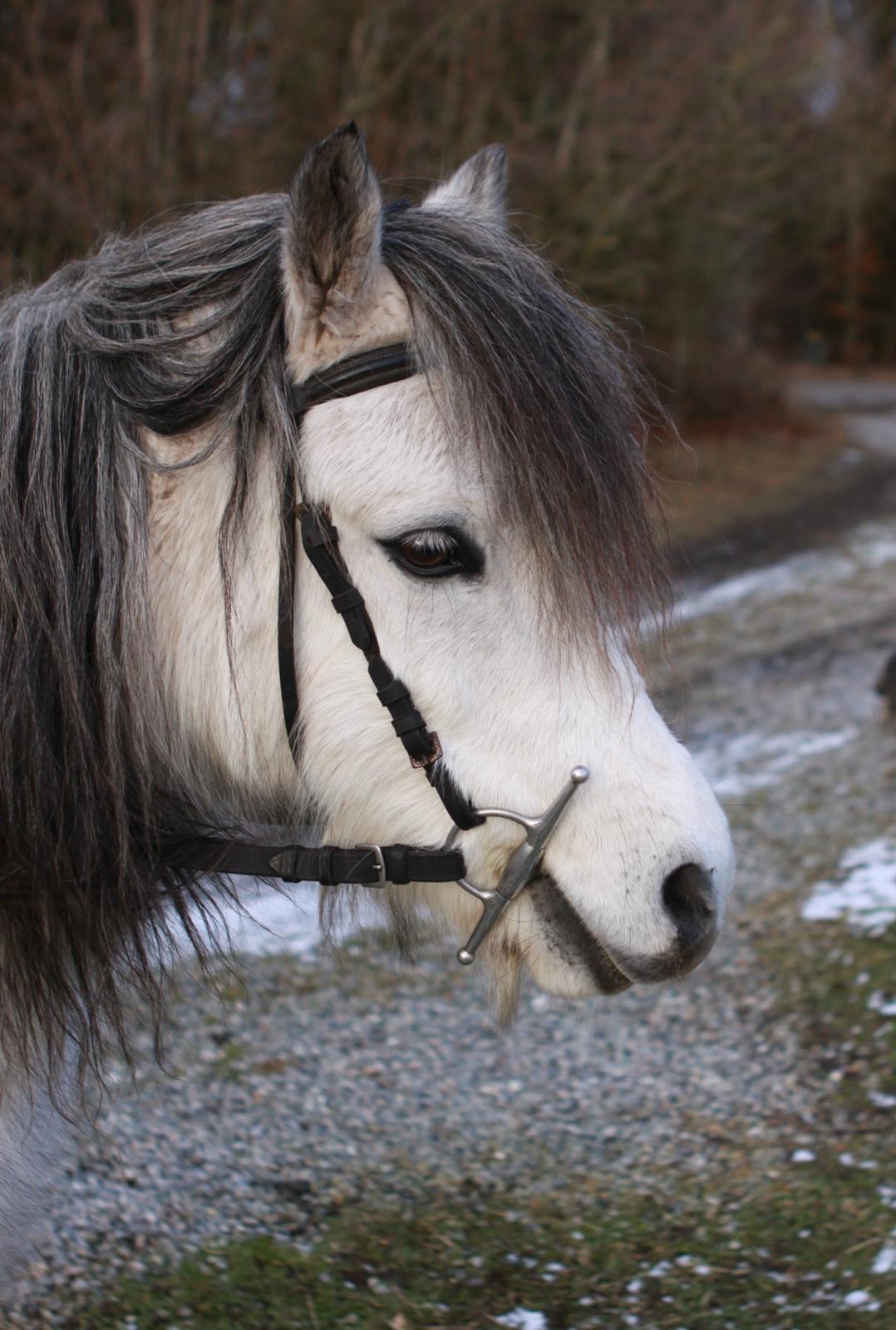 Welsh Pony (sec B) Lukas billede 2