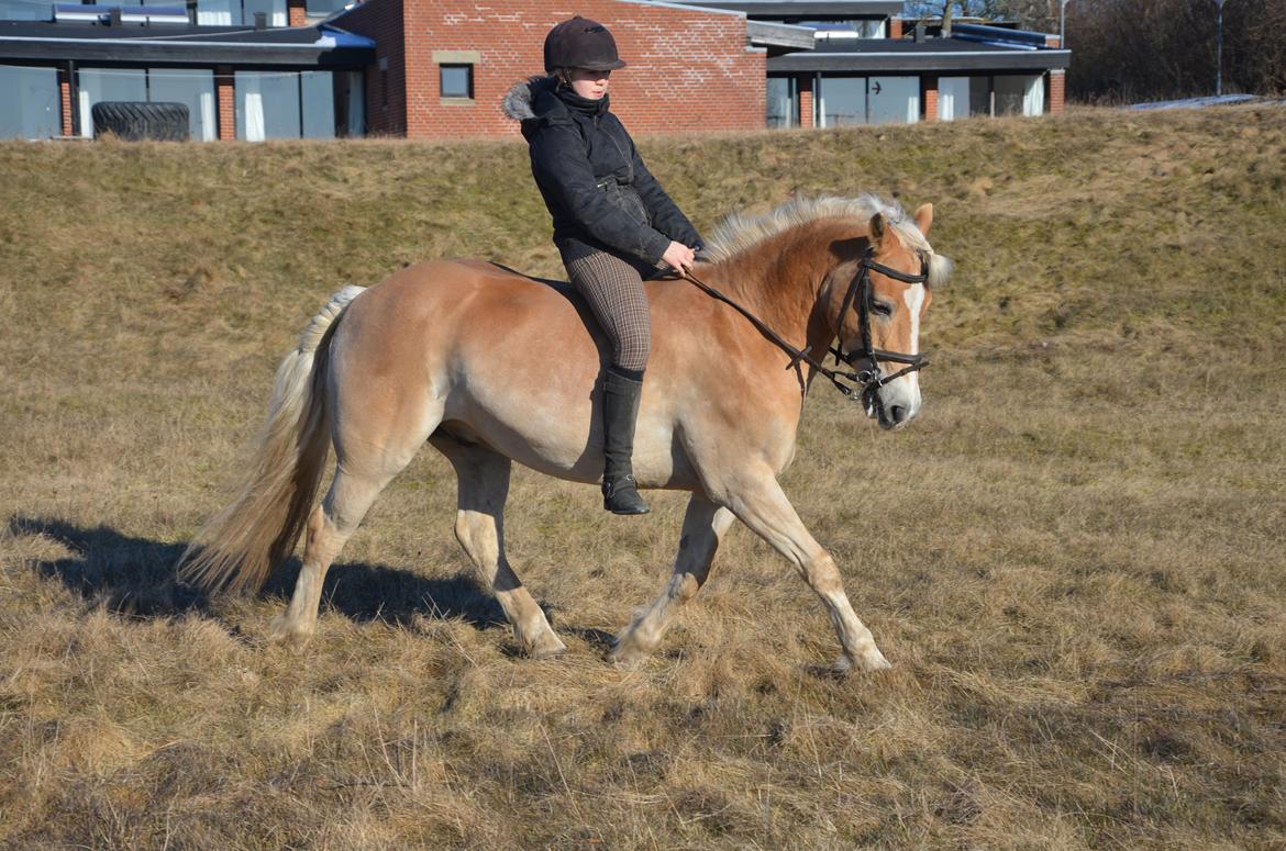 Haflinger Nich Kastanjegård - Dressur på manse! :) billede 12