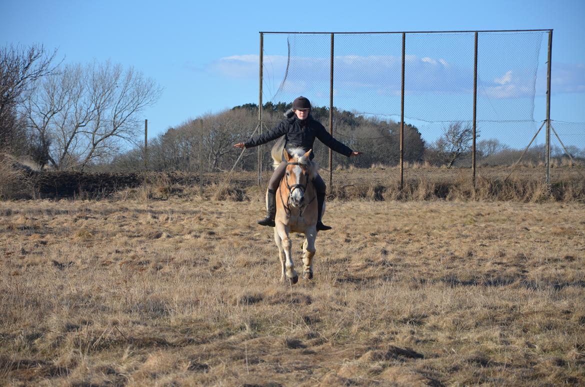 Haflinger Nich Kastanjegård - Søøøøøøøøde! :) billede 13