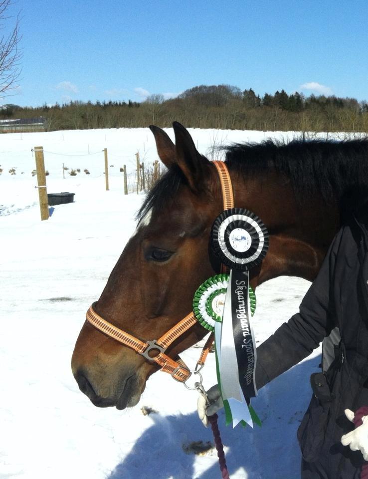 Zangersheide Sally Z billede 6