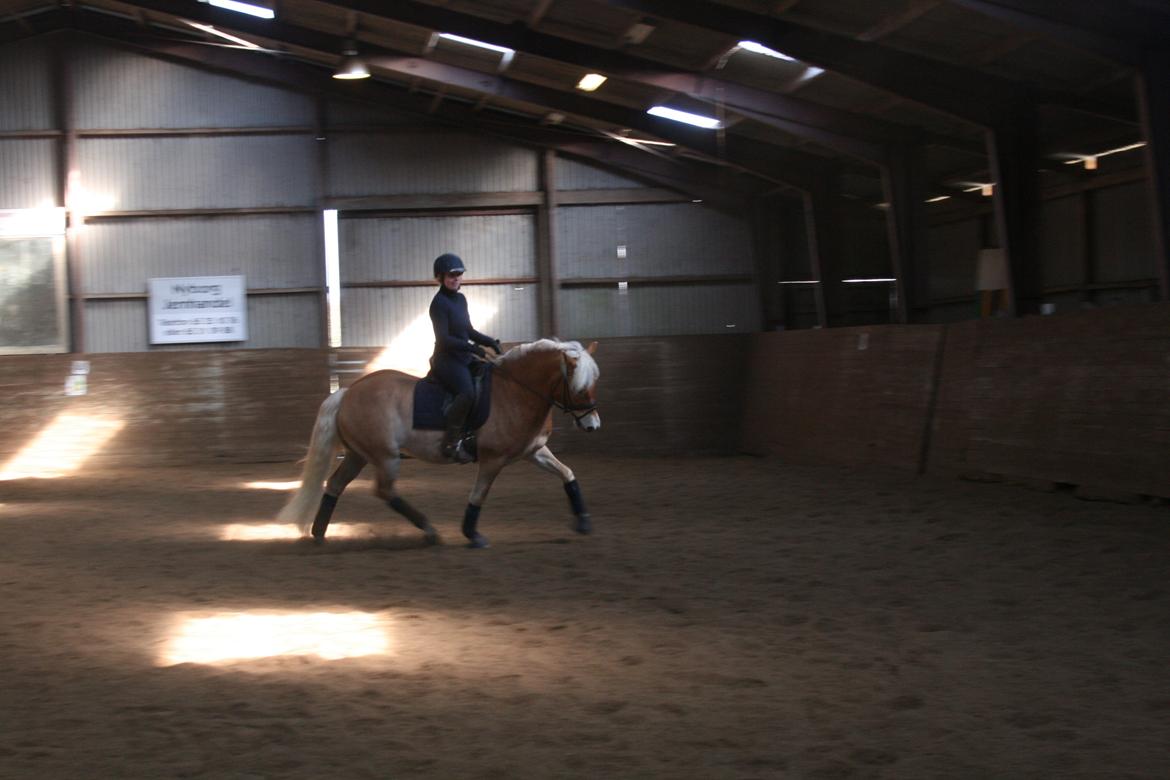 Haflinger Sarotti - Sarotti kursus Marts 2013 billede 13