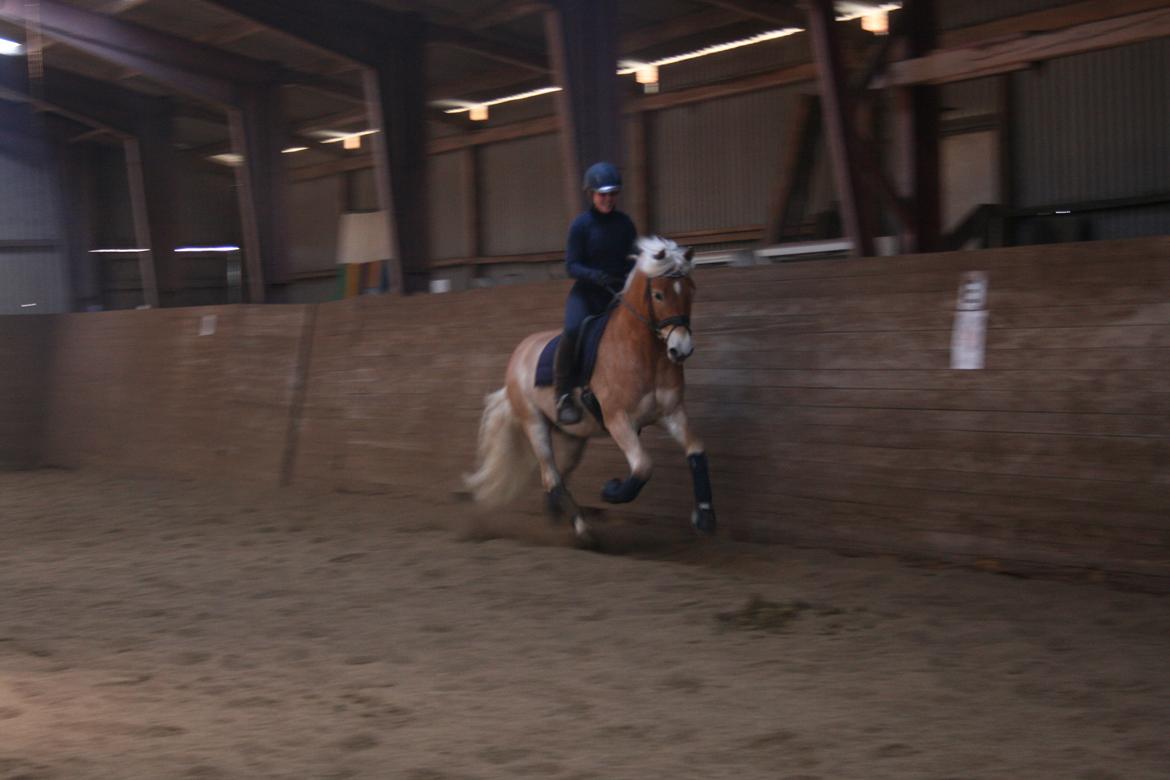 Haflinger Sarotti - Sarotti kursus Marts 2013 billede 20