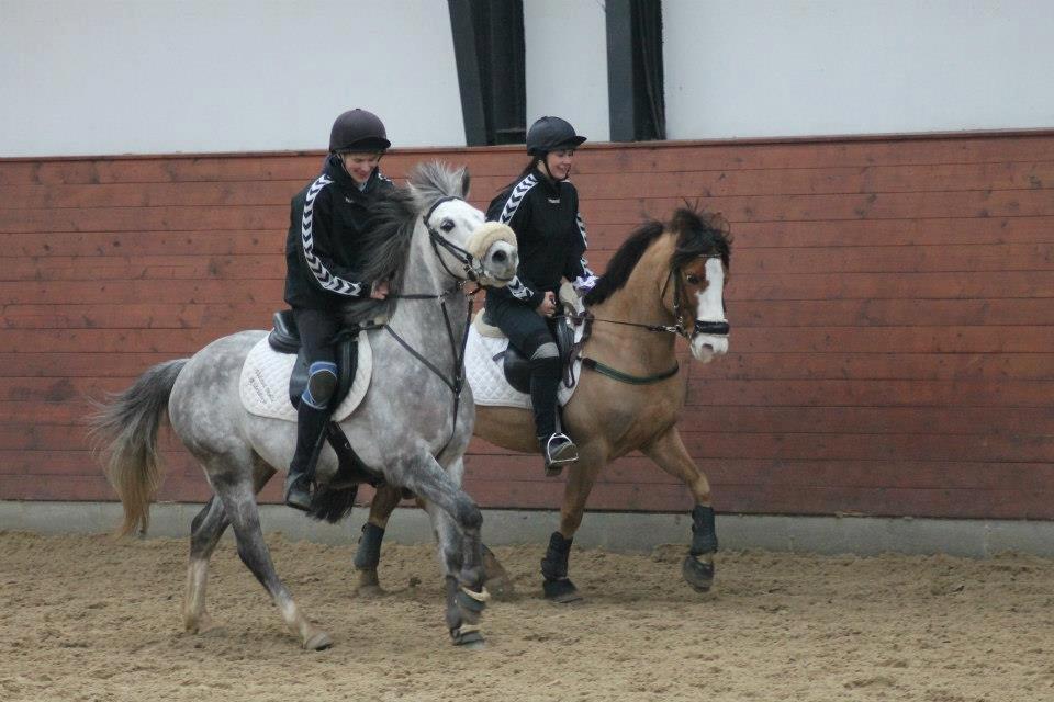 Anden særlig race CORNELIUS JUNIOR - Vinterpar 2013.. middelfart. med thomas. <3 billede 17