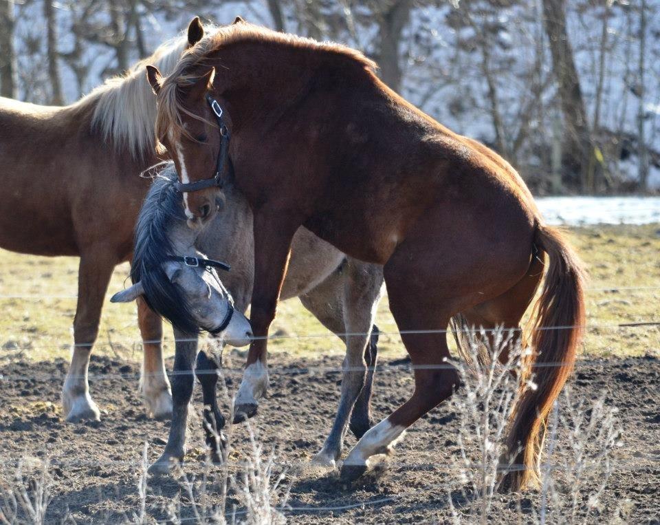 Anden særlig race Farmens Joey billede 18