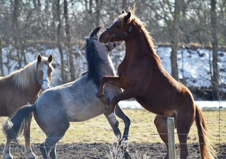 Anden særlig race Farmens Joey billede 19