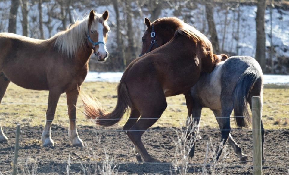 Anden særlig race Farmens Joey billede 20