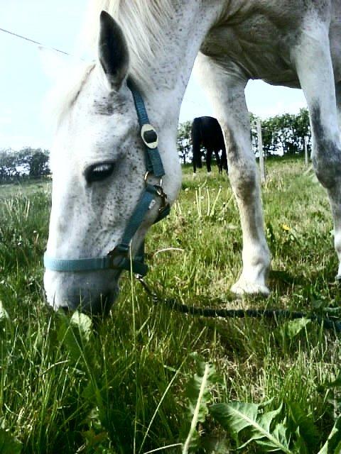 Connemara Nyvang's fame billede 1