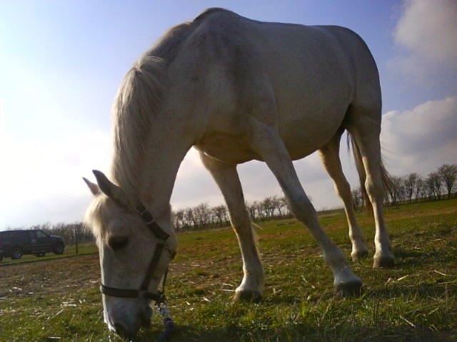 Connemara Nyvang's fame billede 4