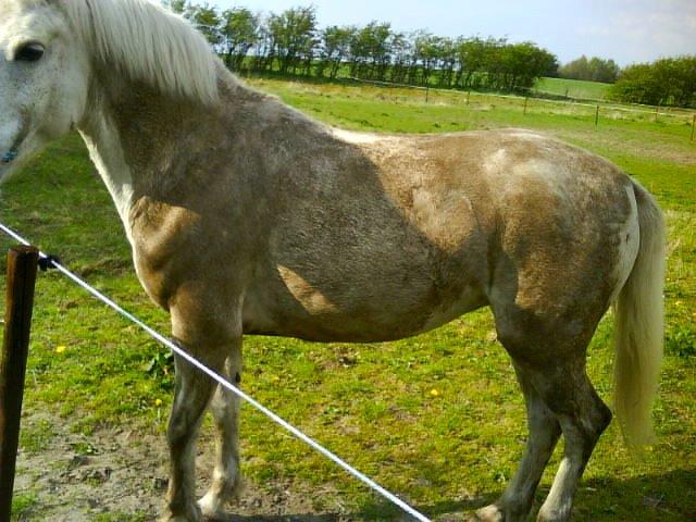 Connemara Nyvang's fame billede 5