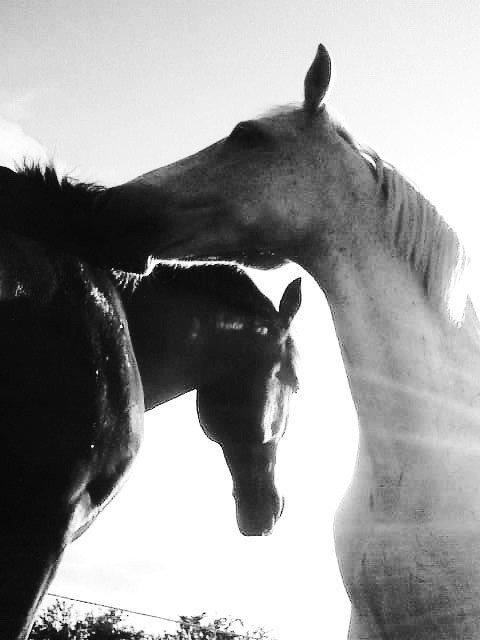 Connemara Nyvang's fame billede 6