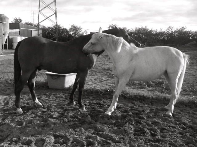 Connemara Nyvang's fame billede 7