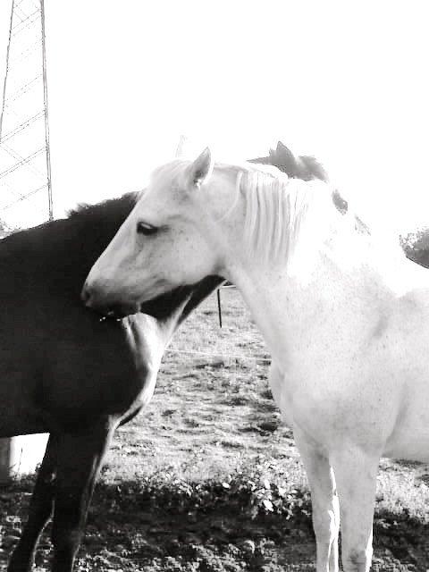 Connemara Nyvang's fame billede 8