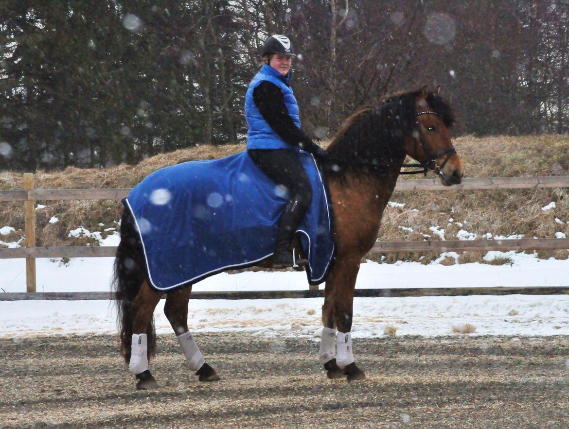 Anden særlig race Rolighedens Barano (B2) - 29-03-2013 første gang på bane med rytter på.<3  billede 4