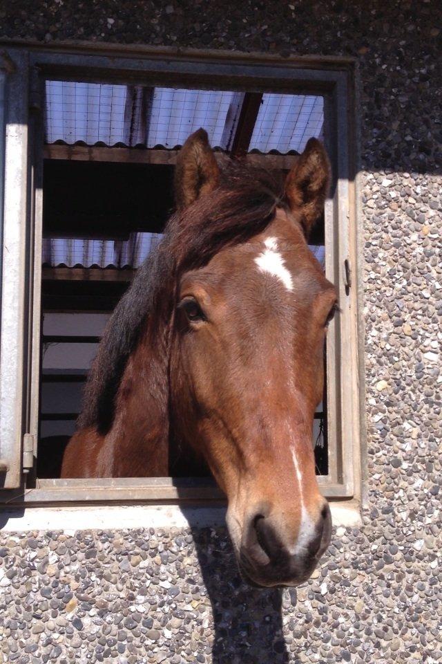 Welsh Cob (sec D) LSH SPIRIOT!<3 - „Never give up on someone you can't go a day without thinking about.“ billede 14